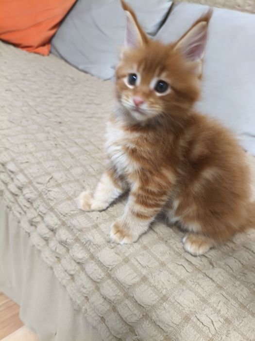 Продам котёнка Мейнкун