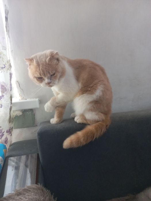 Котята скотиш страйт