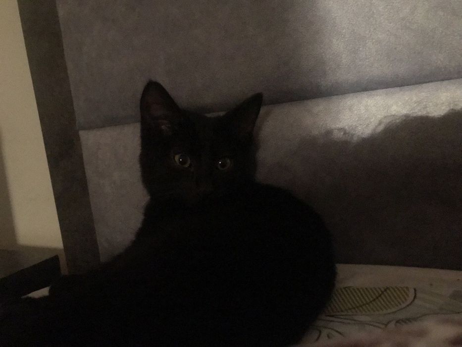 Котенок в добрые руки