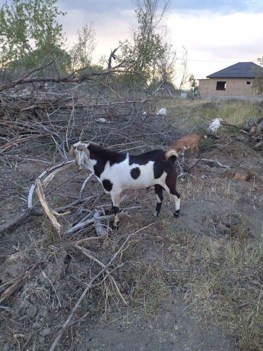 Продам теке производитель