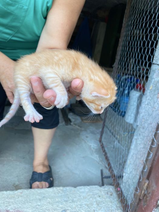 Adoptie urgenta pui pisica Cluj