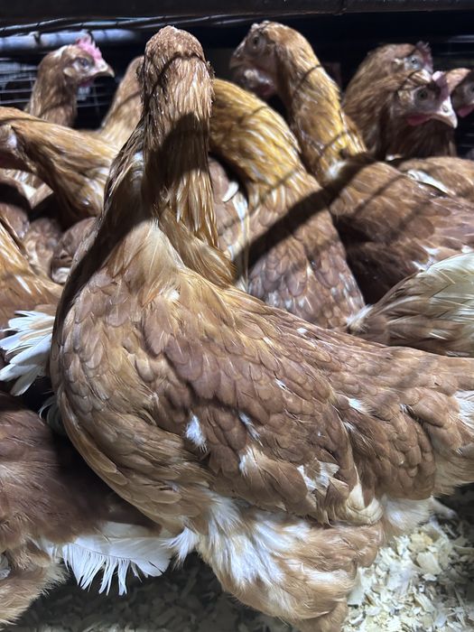 Куры ! Молодки 5 месяцев