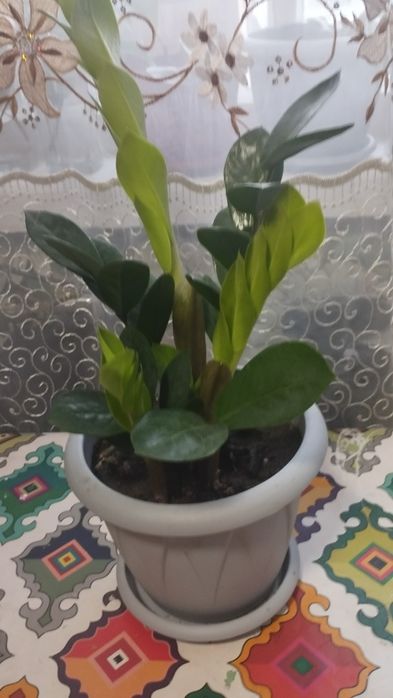 Долларовое дерево молодое