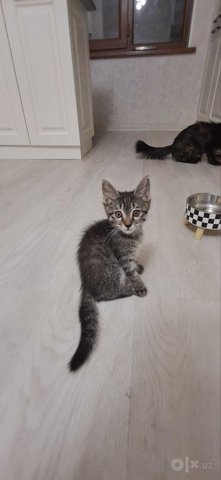 Милые котята в ответственные руки