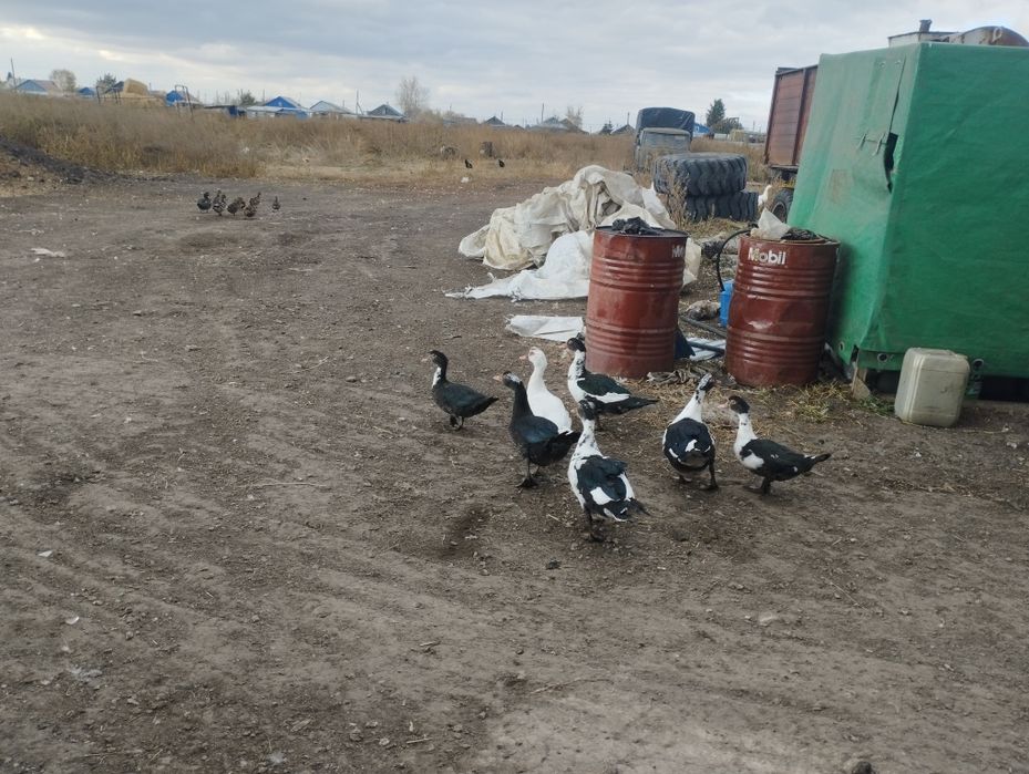 Продам индоуток .