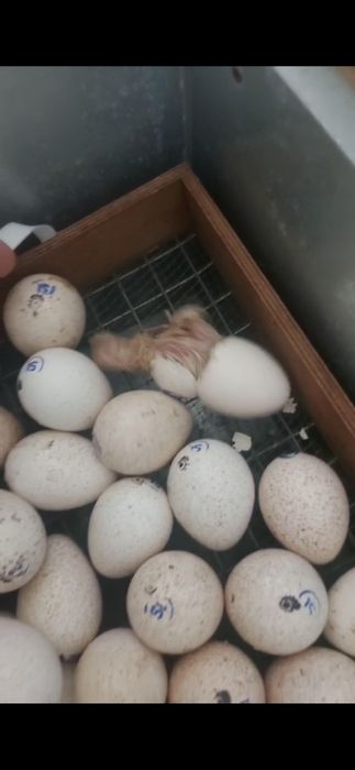 Индюшата БИГ 6 Канада