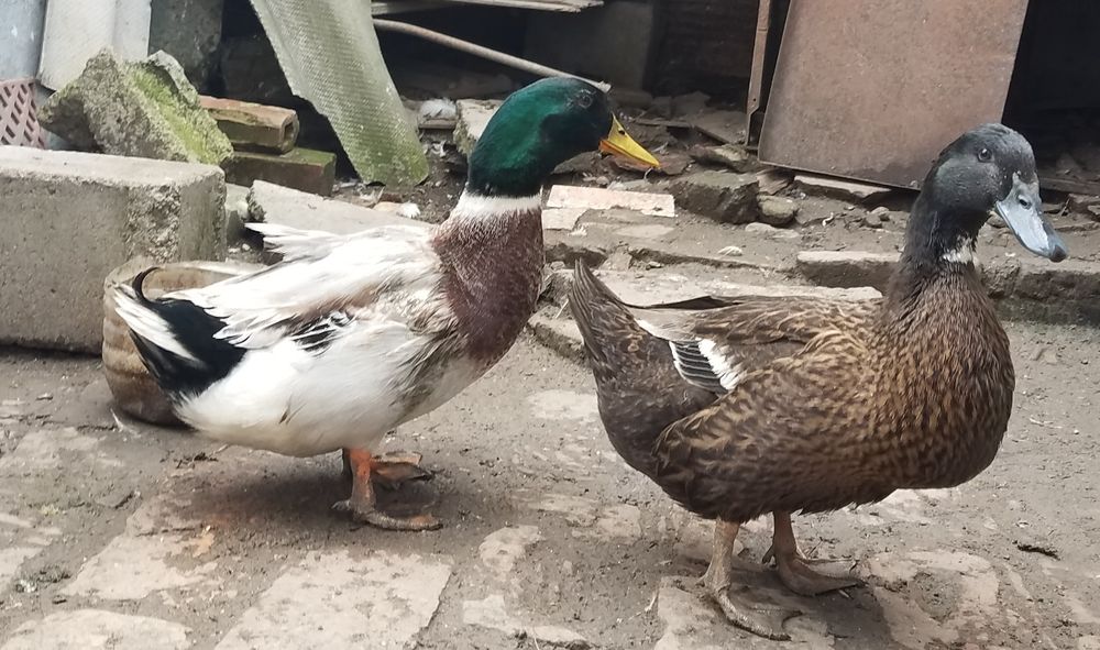 rata  si ratoi tinere mari de prasila