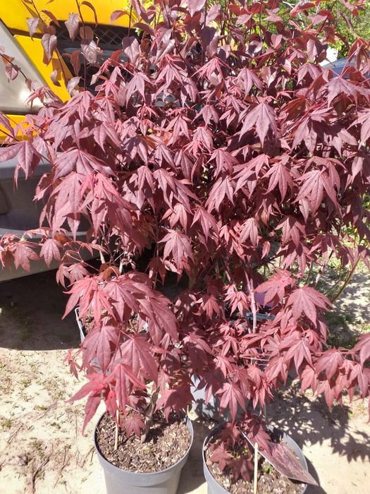 Vand hortensii la ghiveci  și artari japonezi la ghiveci