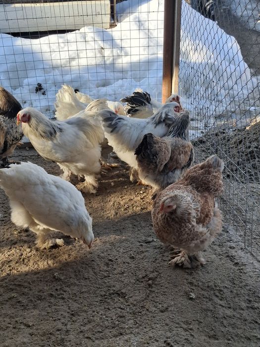 Disponibile famili gaini brachma .