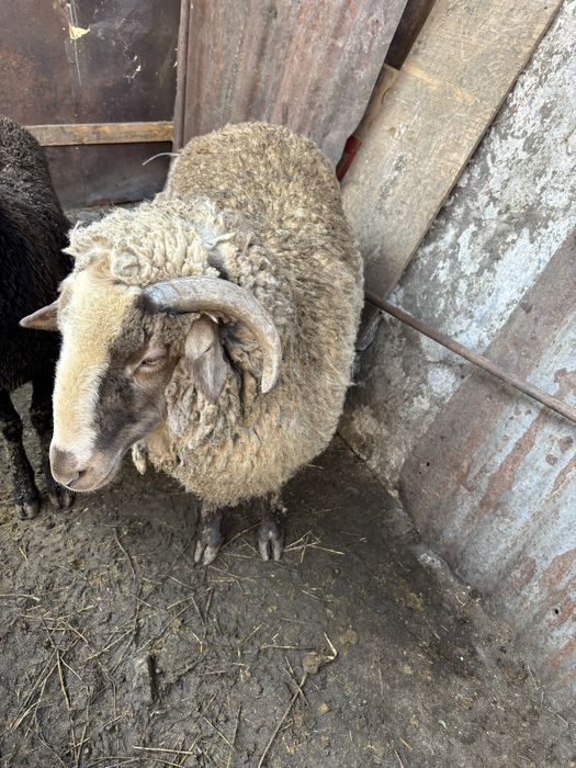 Продам барана