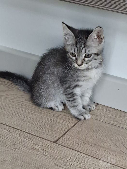 Котенок мальчик 2 месяца