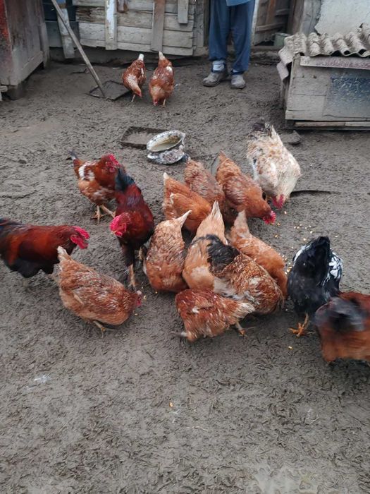 Cocoși de vânzare!!!