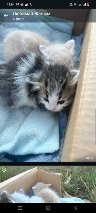 Отдам котят даром