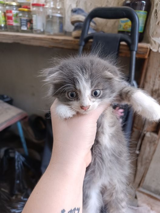 Отдам котят в добрые руки