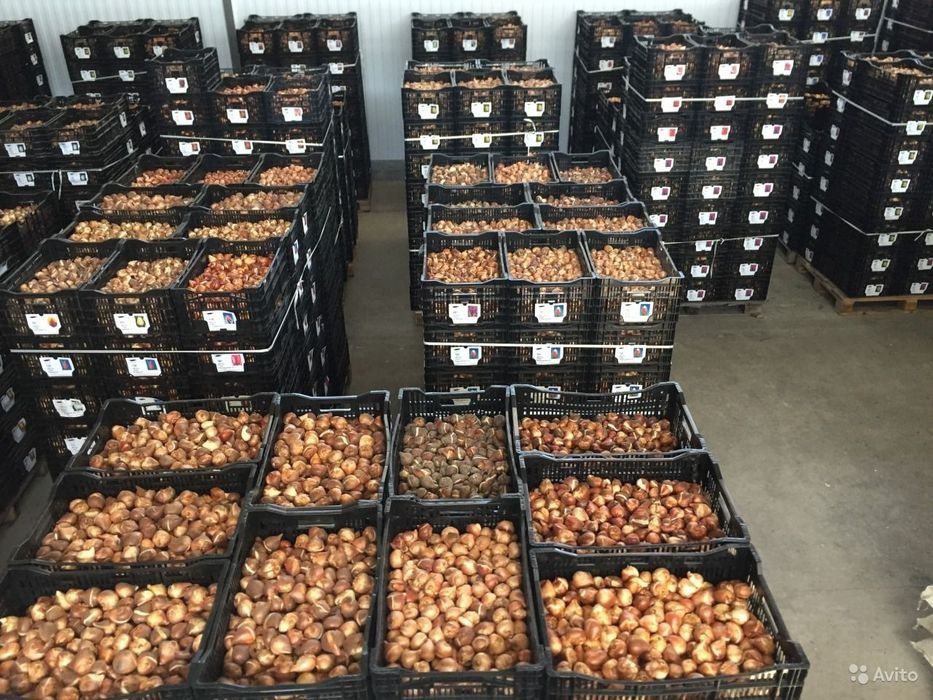 Луковицы тюльпаны акция