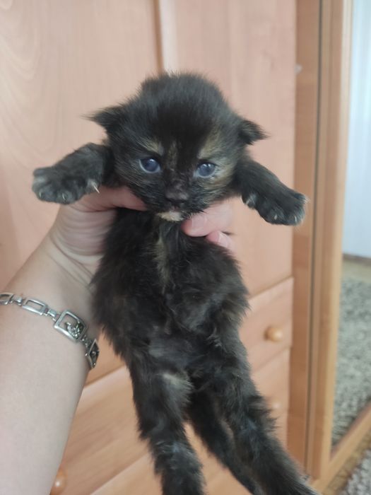 Продам котят породы Мейн-кун