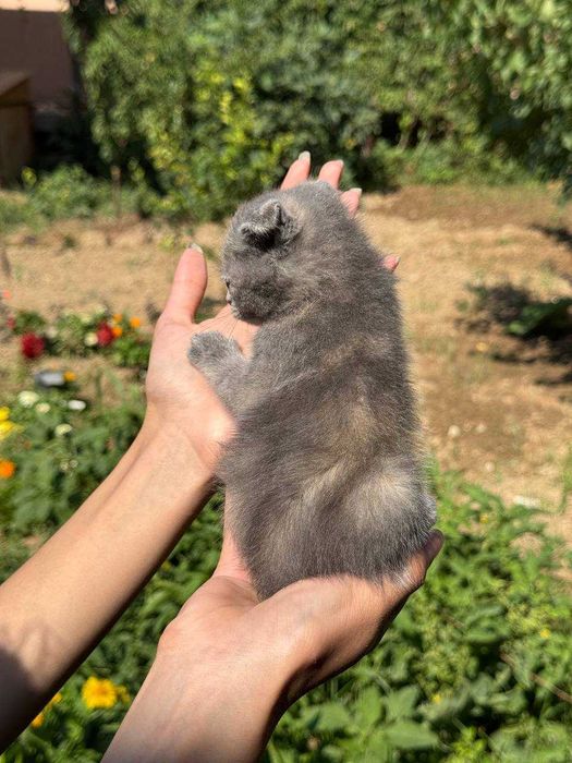 Котята скоттиш-фолд\страйт