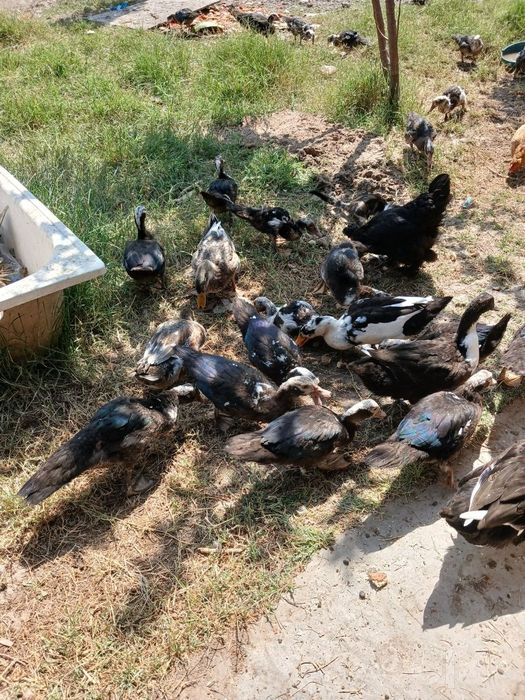 30та катта кичик ундук сотилади