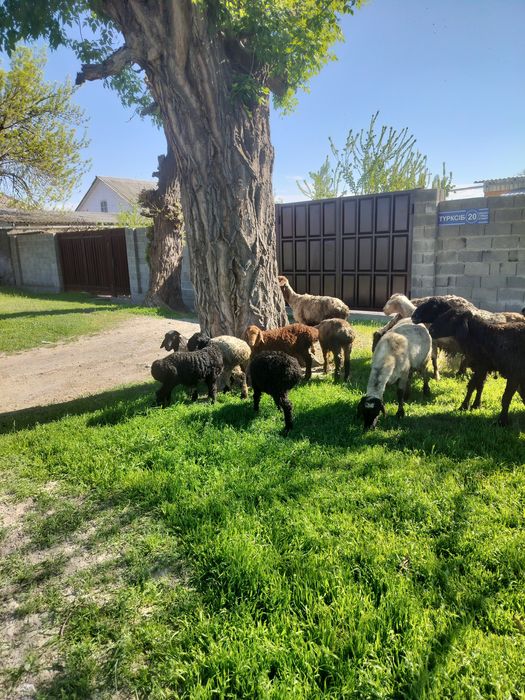 Кой козысымен сатылады,