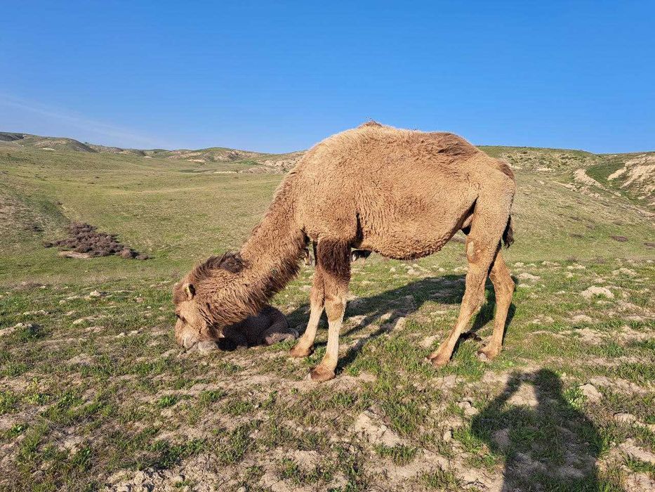 Nemis ayollar bilan porno filmlar