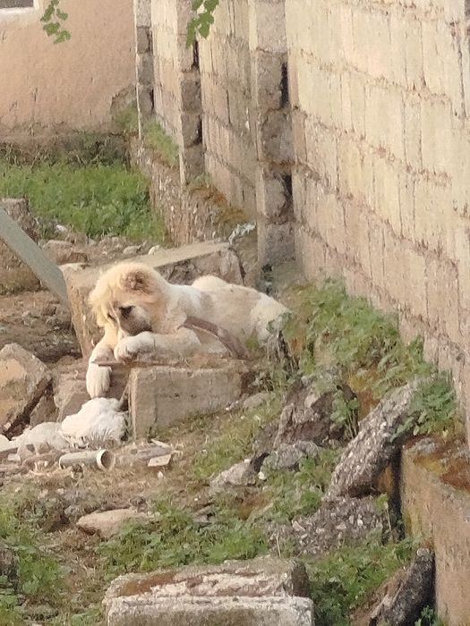 Alabay bolasi sotiladi qiz bola 100$