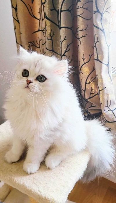 Fetita british longhair silver din ambii parinti Campioni Mondiali