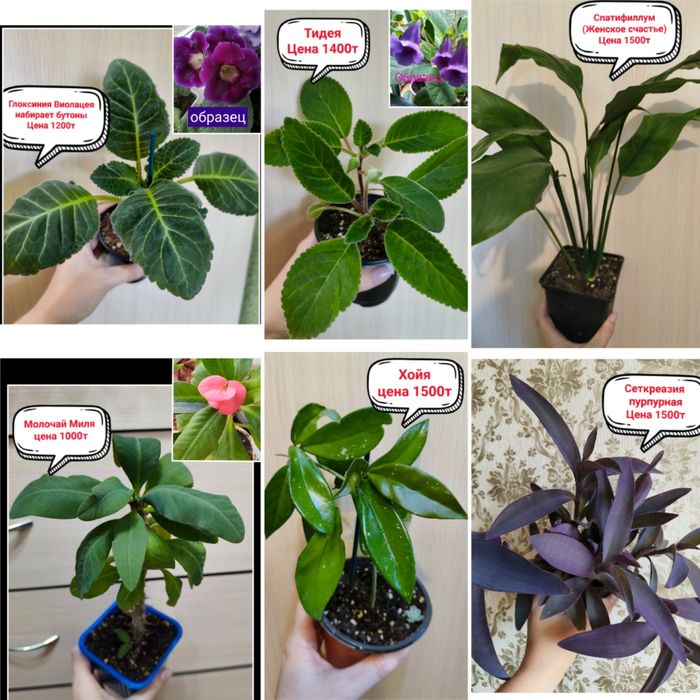 Продам комнатные цветы!