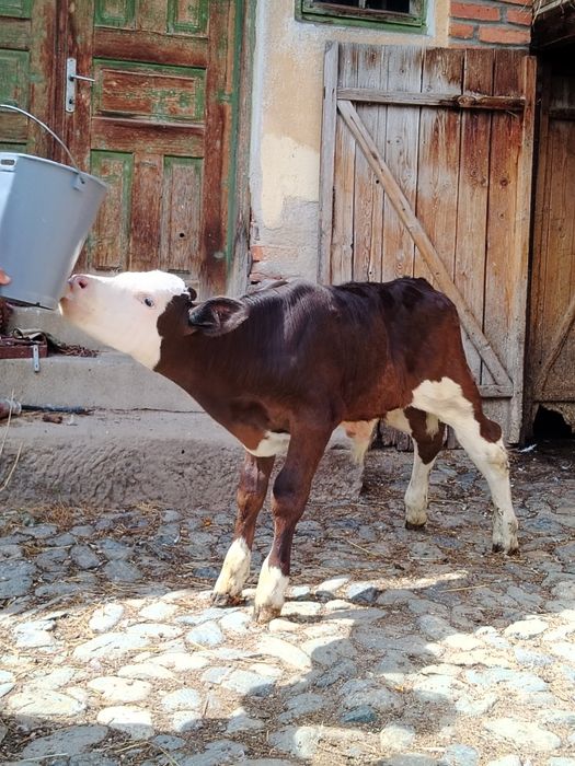 Vițel  Holstein de vânzare