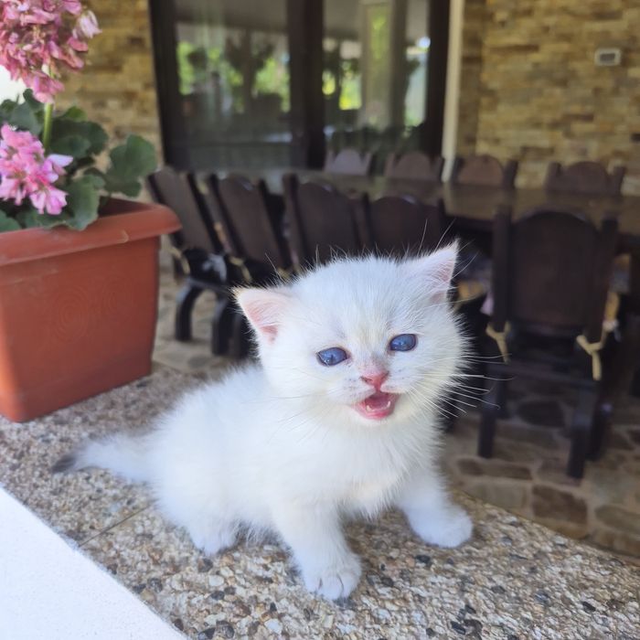 British shorthair cu Pedigree