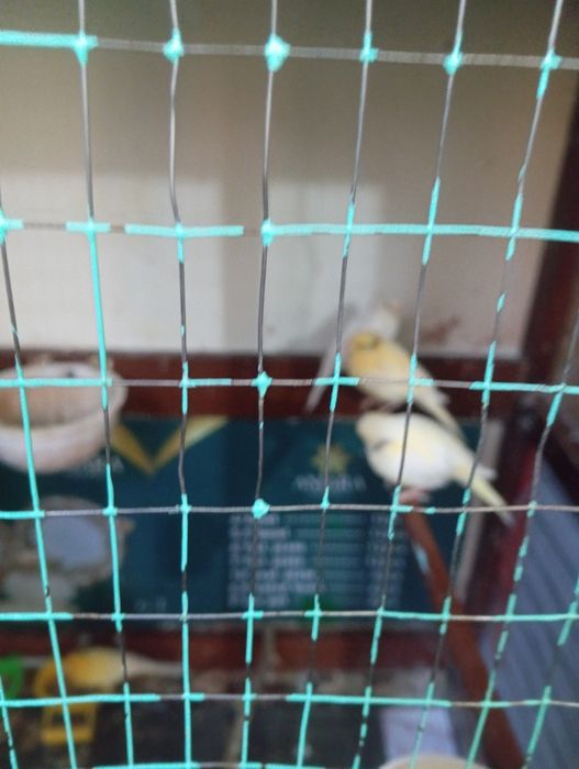 Канарейкалар сотувда