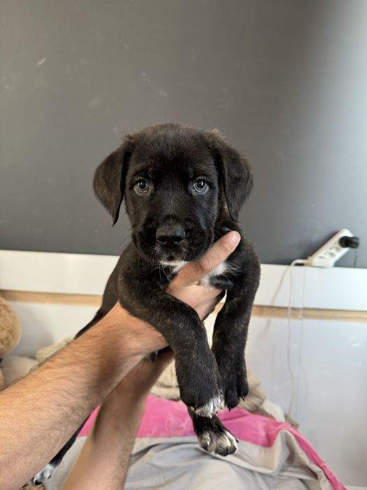 Дизайнерско Кане Корсо