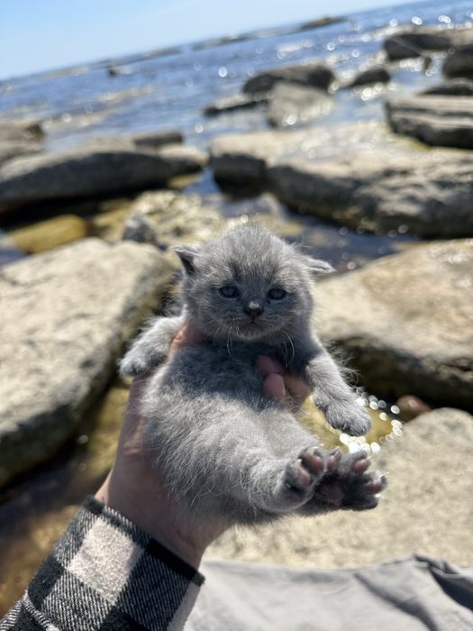 Элитные вислоухие котята