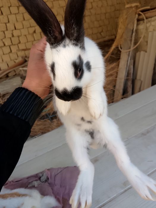 Strakach quyon sotiladi