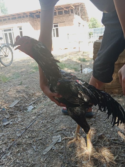 Dakan xoʻroz sotiladi narxi  1 milon kelishamiz