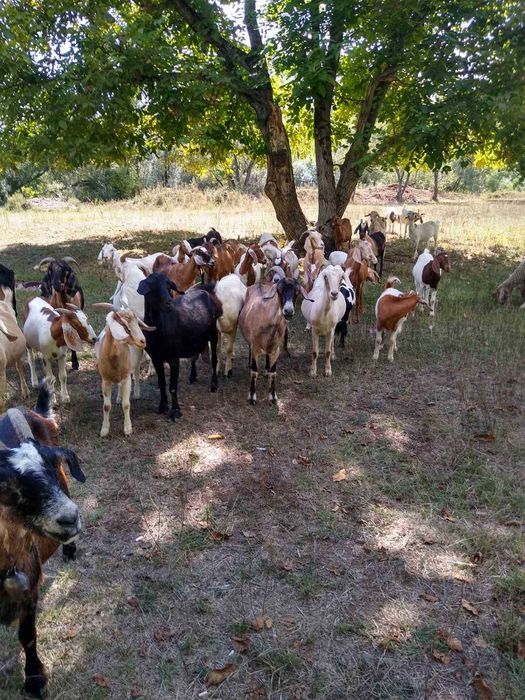 Продавам кози 20 броя