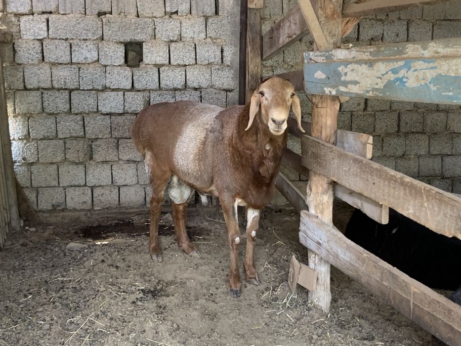 Qochqor sotiladi