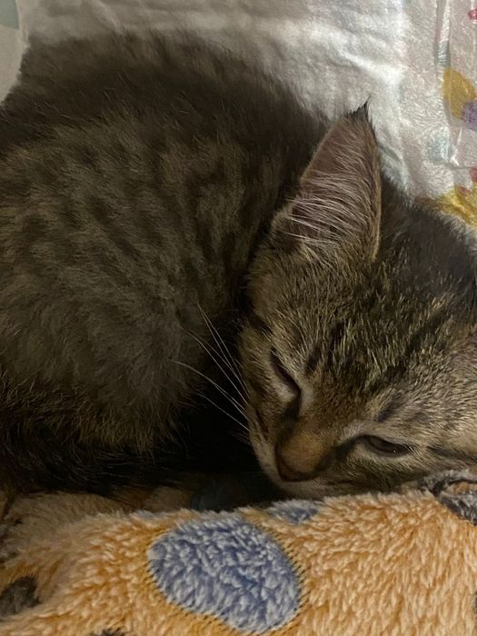 Котенок милая бесплатно