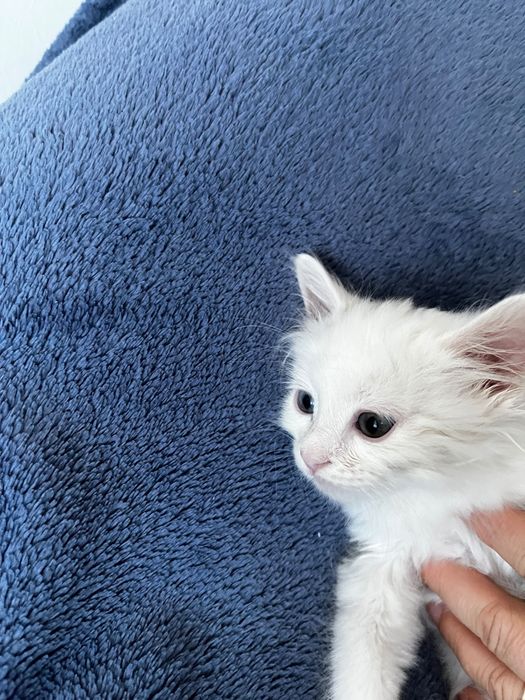 Подарявам бебе бяло коте