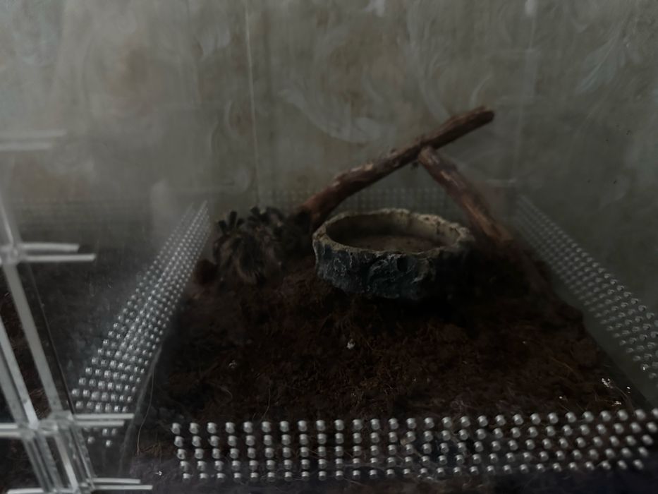 Продам пауков (птицеед)