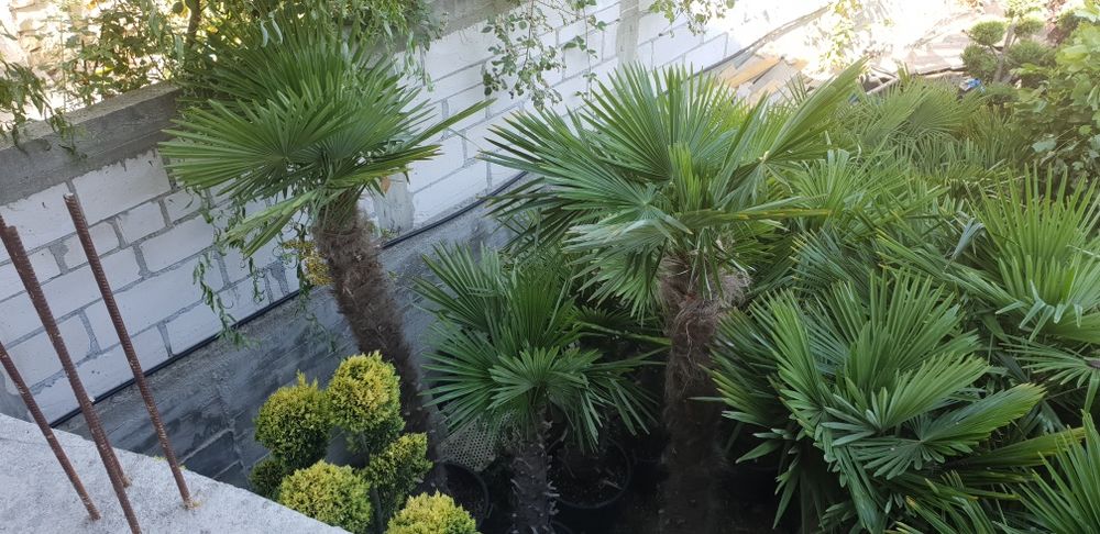 Vindem palmieri de mai multe dimensiuni ce rezistă la îngheț