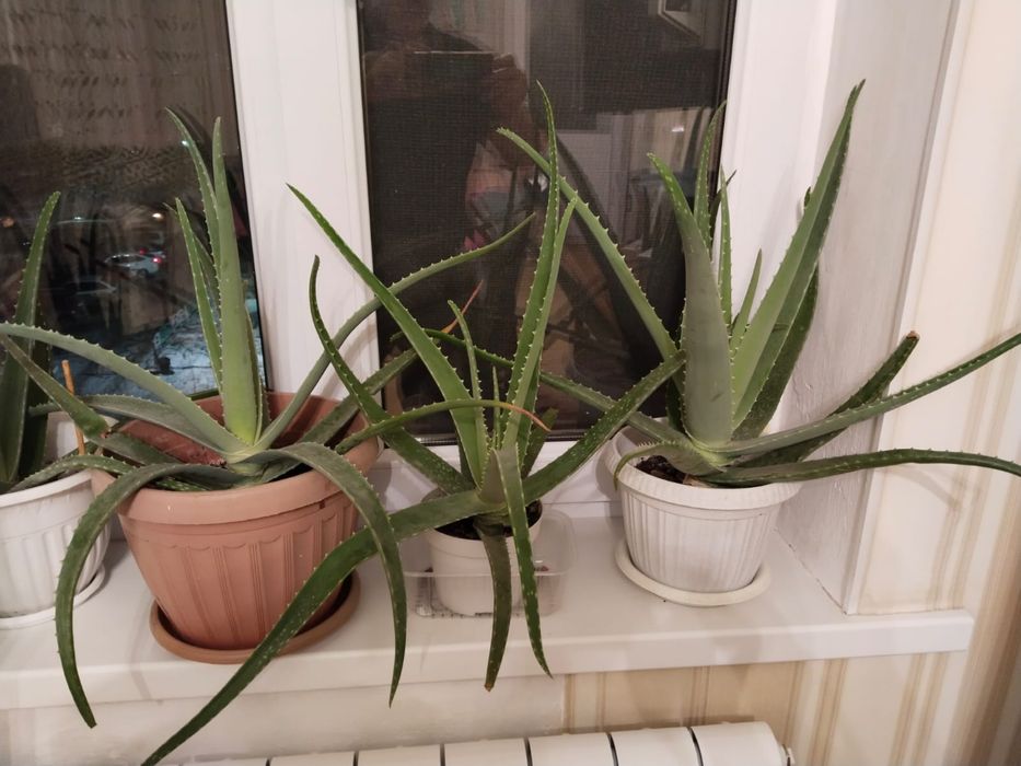 Алоэ вера Комнатный цветок