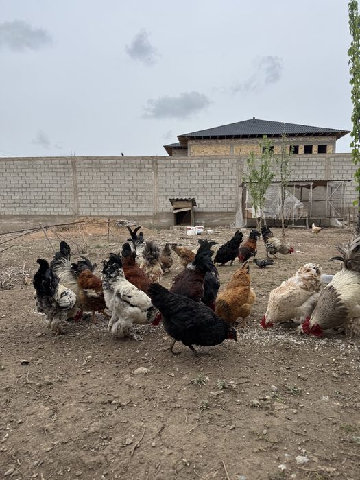 Қораздар сатылады