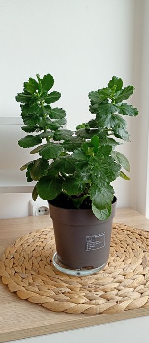 Сансевиерa Sansevieria Masoniana Whale Fin / Каланхое