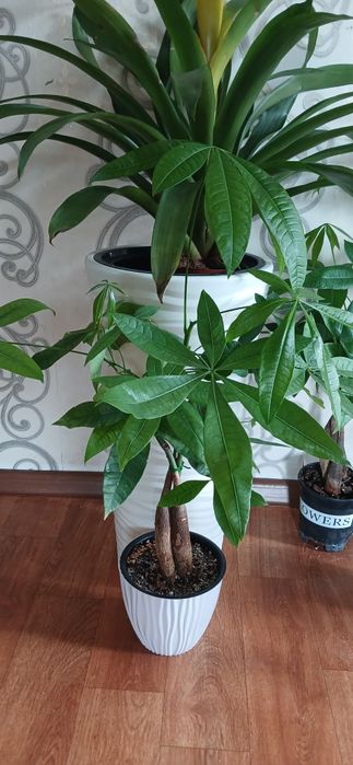 Комнатные растения от 2500