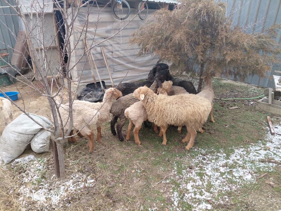 Семіз тоқтылар 75 мыңнан