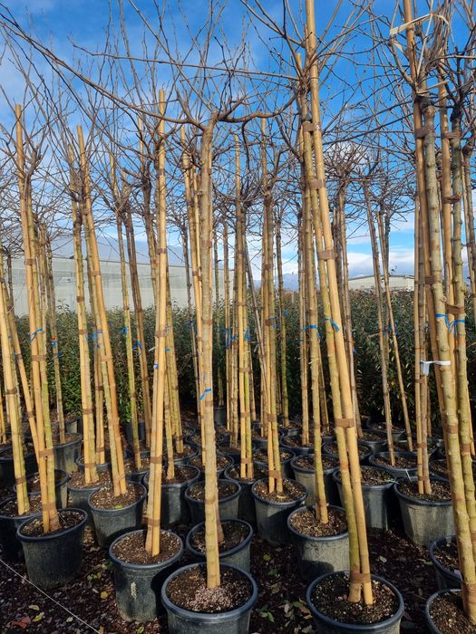 Dud globular altoi ( morus alba ) Betula youngii- Catalpa globulara