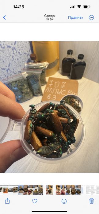 Алтын коныз маайский жук