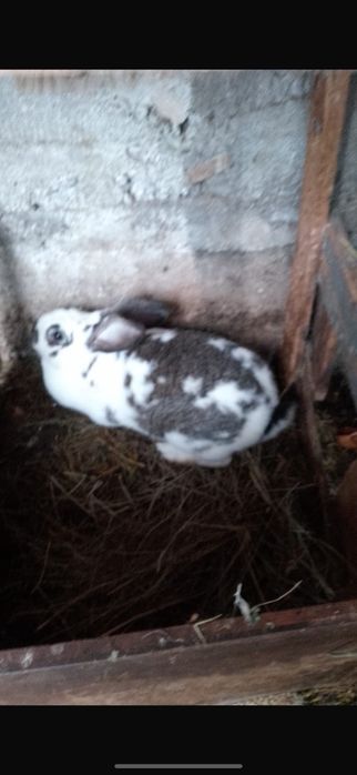 Кролики взрослые крупные