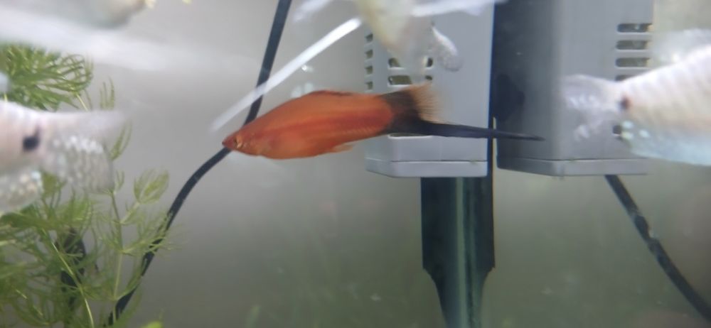 Продам меченосец самец чернохвостый