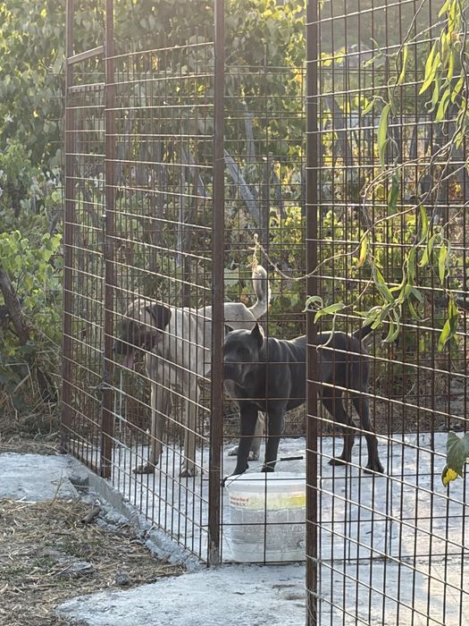 Kangal in varsta de un an disponibil